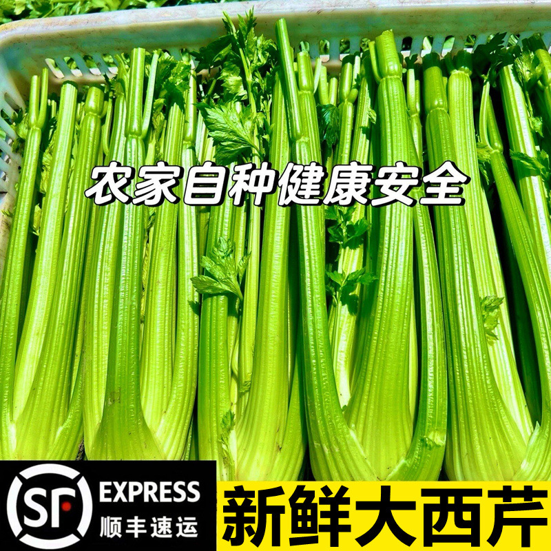 山东精品西芹新鲜榨汁农家去叶芹菜水果西芹脆嫩洋芹现摘蔬菜顺丰