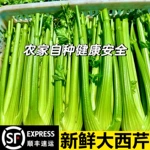 山东精品西芹新鲜榨汁农家去叶芹菜水果西芹脆嫩洋芹现摘蔬菜顺丰