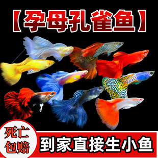 Breeding Female Guppy Fry Ornamental Fish Live Tropical Small Freshwater Easy to Care for Zebra Swordtail Fish Premium