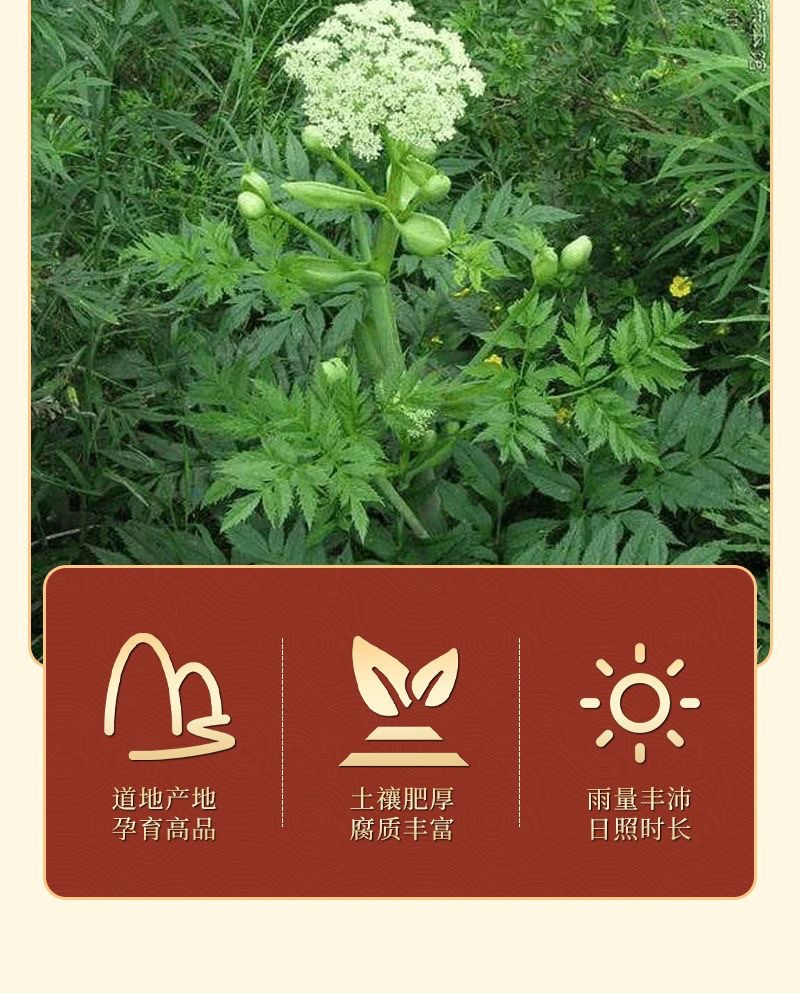 Dried Angelica Sinensis Slices Dang Gui 500g Premium Whole Root Herbal Decoction Pieces key features