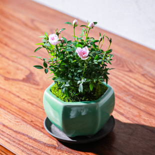 ���¼�����Ů����õ�厧�����ļ��_�����҃��̨΢�;Gֲ������