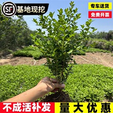 独杆黄杨树苗别墅庭院大型盆景耐寒四季常青易成活小叶瓜子黄杨苗