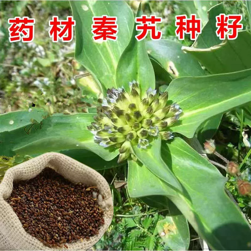 Семена горечавки, китайские лекарственные материалы, семена горечавки, новые семена, простые и легкие в выращивании, семена горечавки широко адаптируются.