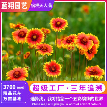 四季通用定制宿根花卉天人菊花种子车轮菊花籽四季易种庭院花海