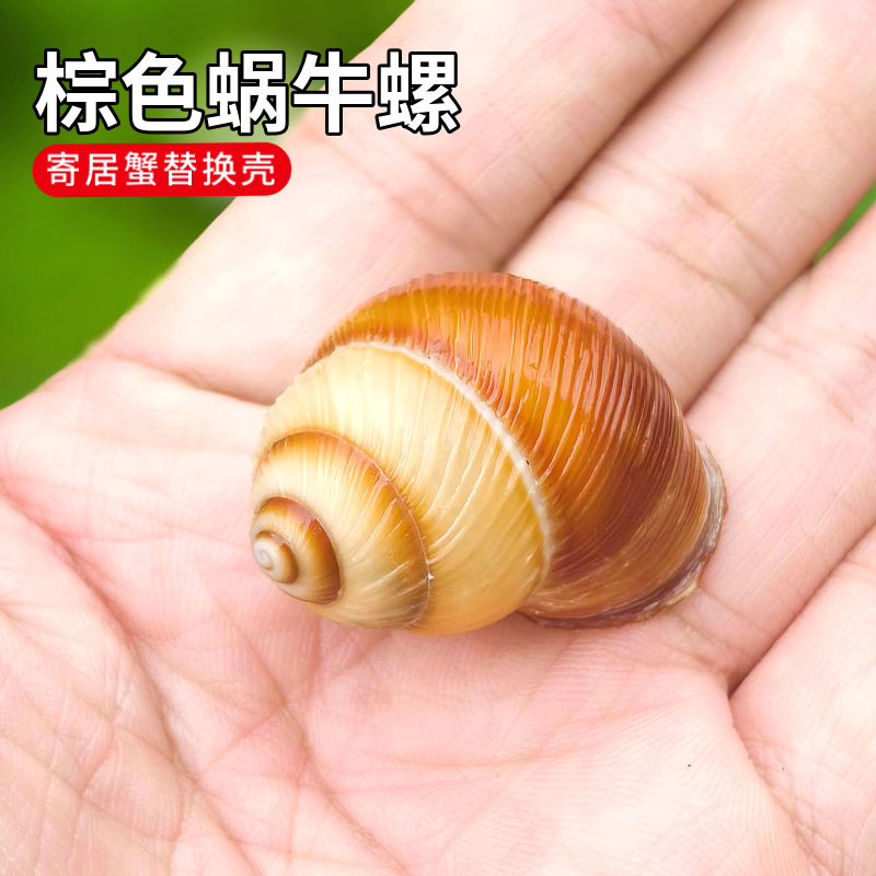 天然海螺贝壳咖啡蜗牛螺寄居蟹替换壳鱼缸造景家居装饰厂家批发