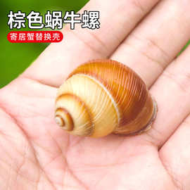 天然海螺贝壳咖啡蜗牛螺寄居蟹替换壳鱼缸造景家居装饰厂家批发