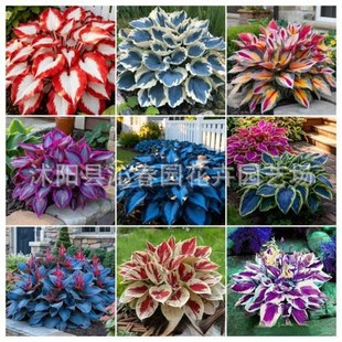 ���羳��؛�����~�������N��hosta���N�� �^�����~ֲ����������N