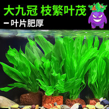 ˮ��ֲ���~���쾰��Ź�ˮ�����ˮ��ֲ�����ˮ�|����Ź�ˮ��
