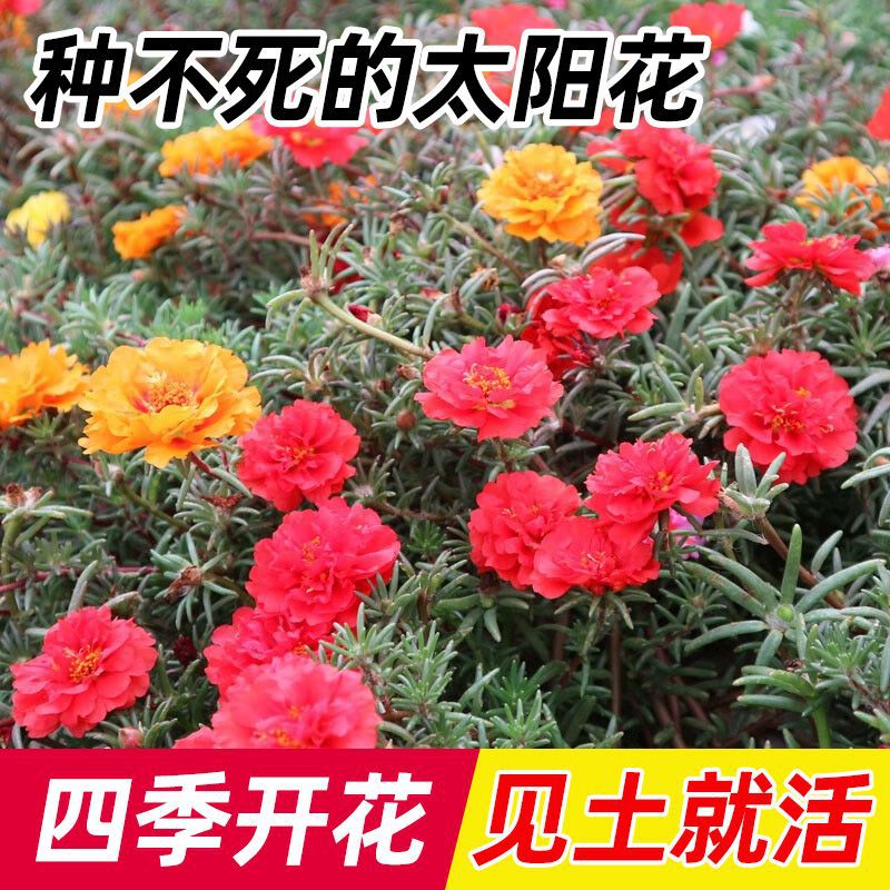 重瓣太阳花种子松叶牡丹种子家庭阳台观赏马齿苋花籽花苗圃
