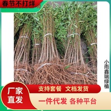 一件代发实生桃苗毛桃树苗木桃树砧木占地桃苗山桃花苗未嫁接用桃