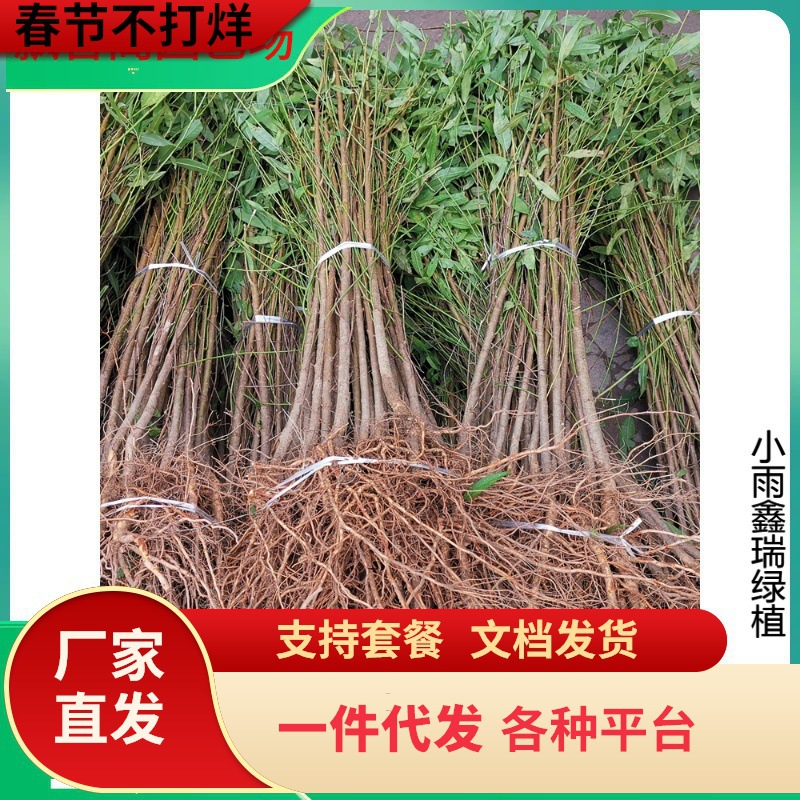 一件代发实生桃苗毛桃树苗木桃树砧木占地桃苗山桃花苗未嫁接用桃