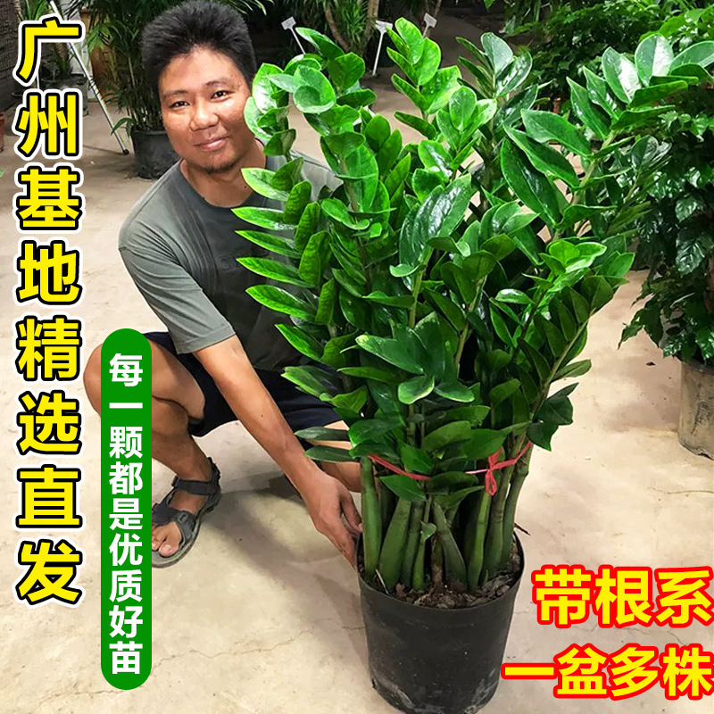 Money Tree Potted Plant Indoor Living Room Green Plant Large Money Tree Office Opening Gift Bonsai