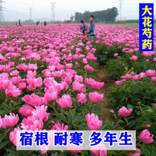 ��ș���N���҃����Ի���ֲ��N���̨ͥԺ�ļ��Nֲ��ș����