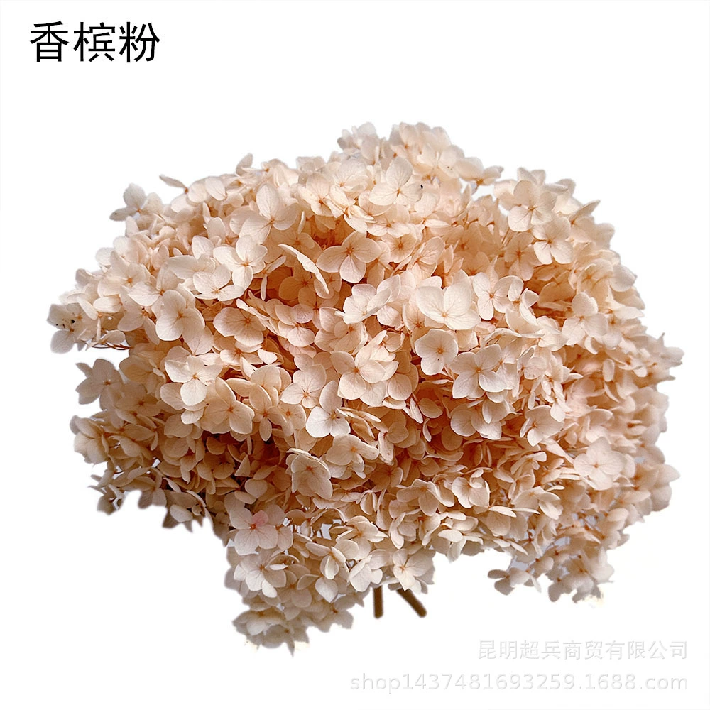 [Вечная Life Flower Hydrangea] Анна Градиентный цвет Лист Hydramid Книга цветов оптом DIY цветочная коробка материал для просмотра