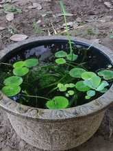 �ŷ��B�~ˮ��ֲ���~���쾰ȫ�ײ�С�~�����r���ݸ�Ƽ��݃���ˮ�|