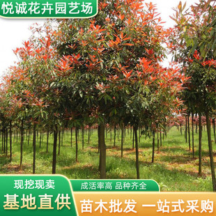 Wholesale of Tall Red Leaf Holly Saplings for Road Greening, Color Block Hedges, and Street Trees Decorated with Single-Stem Holly Balls