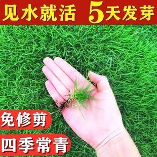 Lawn Seeds Cold-resistant Drought-resistant Dwarf Four Seasons Green Grass Seeds No-pruning Slope Protection and Soil-fixing Courtyard Villa Community Greening