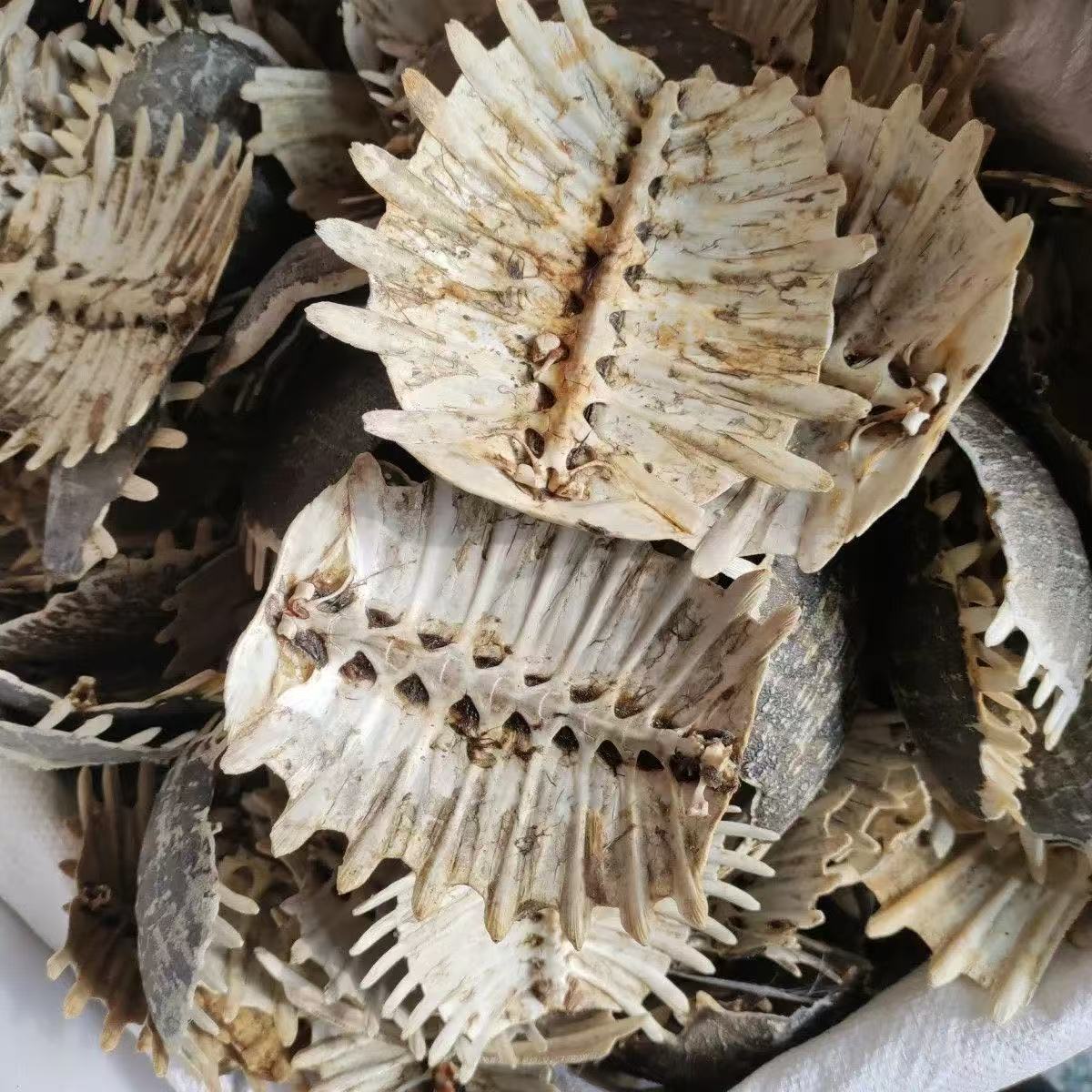 Bie Jia (Trionyx sinensis) Dried Turtle Shell Pieces — Traditional Chinese Herb, 500g key features