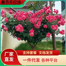 �䘶�¼������ش󻨝���õ���Ϙ��̨ͥԺ�ͺ����������ļ��_��