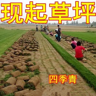 Base Lawn with Soil Engineering Greening Real Turf Manila Green Grass Taiwan Grass All Year Round Evergreen Courtyard House