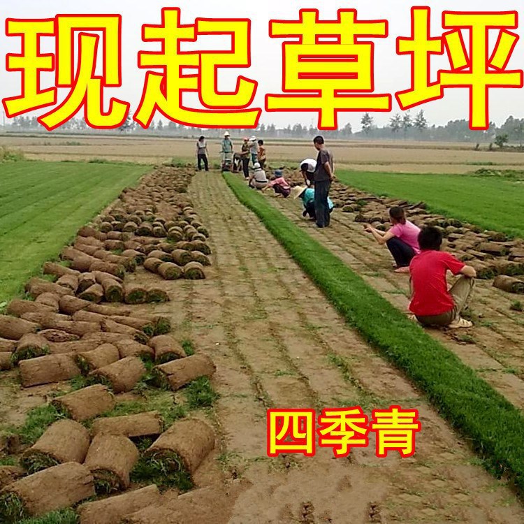 基地草坪带土工程绿化真草皮马尼拉果岭草台湾草四季常青庭院别墅