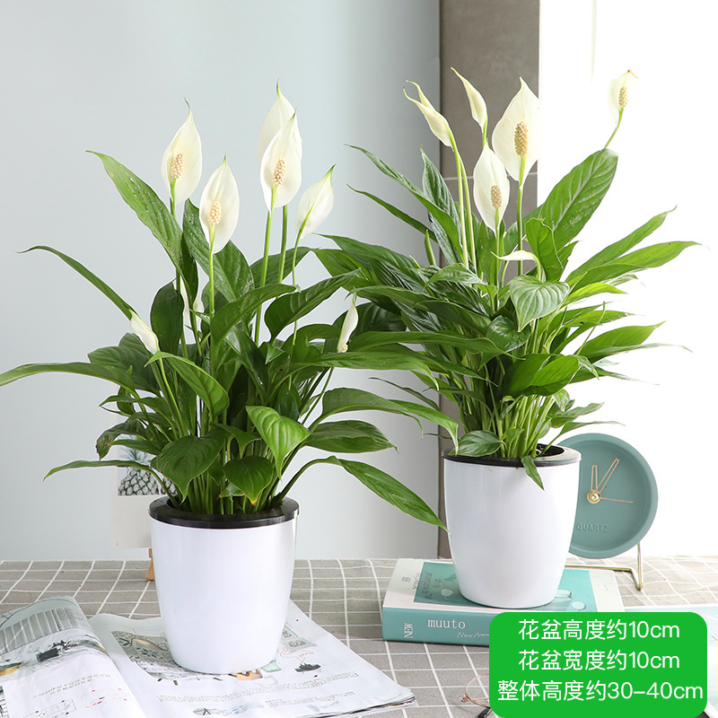 특급 부드러운 항해 흰색 손바닥 + 백룡 알 자동 흡수 플라스틱 세면대 × 2