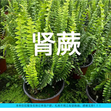 �Iާ(�Źǲݣ������l�@�־��^��ꎵر�ֲ���ͺ��͝���ɻ��ػ�