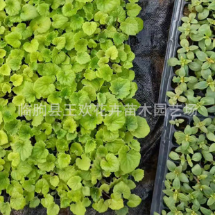 Gypsophila Plug Seedlings Winter Potted Florals Gypsophila Multi-Color Rich Chrysanthemum Greening Project Nutritional Pot Seedlings