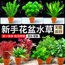 升级小花盆水草鱼缸专用造景蜈蚣草水培真草阴性净水定植水草植物