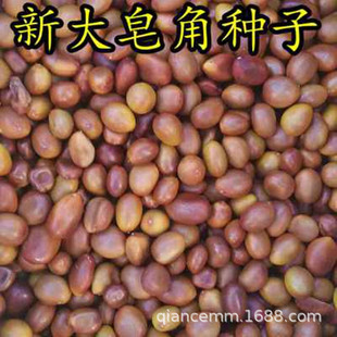 ���l�²ɴ����ǷN�� С�����ǘ���N����ľ���v�N�� �G����ľ