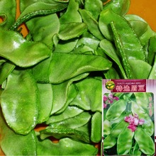 高產綠眉豆傳統豬耳朵扁豆種子早熟角庭院陽台春秋四季播蔬菜種籽