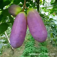 批发香蜜瓜果树苗无籽八月炸瓜苗四季种植三叶木通南方八月瓜树苗