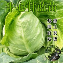 ţ�ĸ��{������������Ĳ�����N�ӾG���{����{�������ļ��Nֲ��