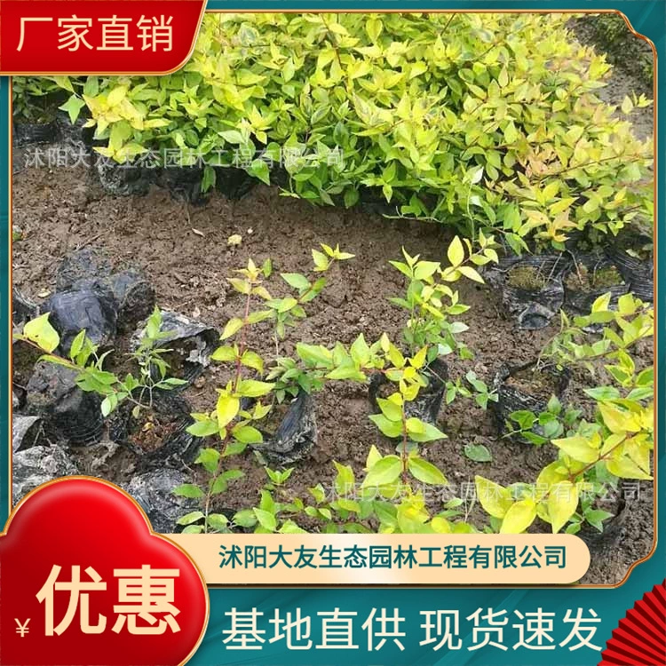 Jinye Dahua Liudao Деревянная база оптом Сорта самостоятельного производства Полный проект ландшафтного дизайна Озеленение