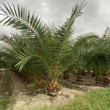 加拿利海棗價格 福建棕櫚樹種植基地1-3米桿移植貨批發