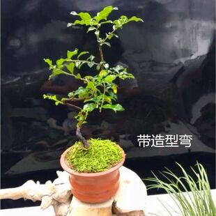 �����������Ϙ�����������Ә��辰���ܾGֲ