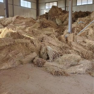 Natural New Dry Straw Straw Cattle and Sheep Forage Warm Nest Greening Flood Resistant and Wind-proof Sand Control Straw