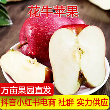甘肃天水花牛苹果新鲜水果当季平果红蛇粉面丑果冰糖心一件代发