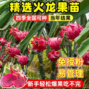 �t�Ļ������������S�����ͥԺ�̨�Ϸ������Nֲ�����箔��Y��