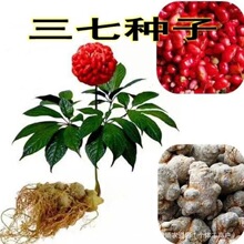 ���߷N�����Ұ���t�������·N���ļ��׷N�������Fș�ķN��