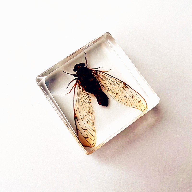 투명한 황금매미