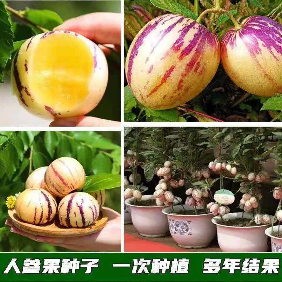 YJH_一键复制_20221105152527