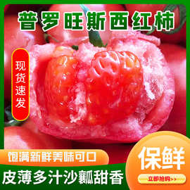 海阳普罗旺斯西红柿 现摘沙瓤毛粉番茄 新鲜水果蔬菜大番茄西红柿