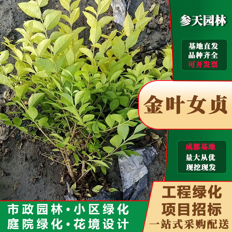 金叶女贞苗批发高度冠幅30~公分可选金叶女贞工程苗基地女贞杯苗