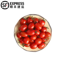 50斤順豐聖女果小西紅柿櫻桃小番茄柿子新鮮水果蔬菜千禧果整箱