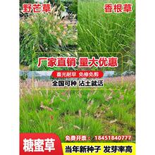 �����ƺ�����ļ������ͺ��ͺ�Ұâ�����۲ݷN�����o�¹������ݷN