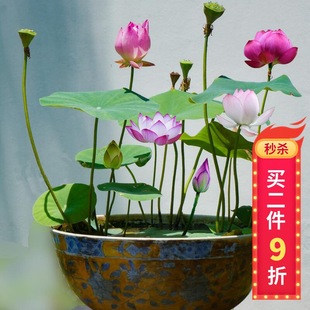 ɏ ˮֲ ɏN˯ɏ ɏļСGֲ