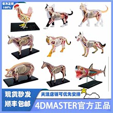 4D MAERƴװ��߶�������������è�����ٹ������ʽ�ѧҽѧģ��
