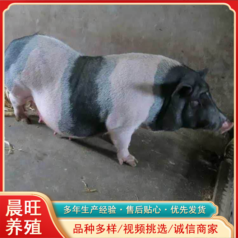 宠物猪可以养多大陆川猪苗价格散养藏香猪市场价格小香猪价格