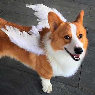New Dog Feather Wings Corgi Teddy Bichon Border Collie Back Decoration Pet Toy Flying Dog Wings Wholesale